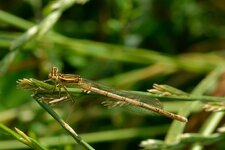 comp_DSC_5621.jpg