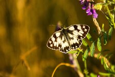 comp_DSC_1561-SchachbrettPS.jpg