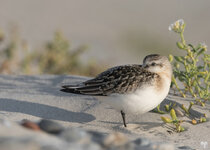 dslrHL20.9.18sanderling-1WZ.jpg