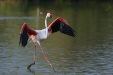 Laufender Flamingo_1.jpg