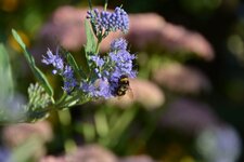 Nikon_18_200_06.jpg