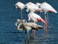 junge Flamingos_1.jpg