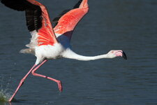 Running Flamingo_2.jpg