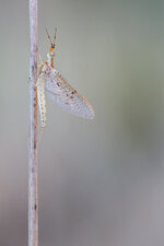 20180901-IMG_9859-b.jpg