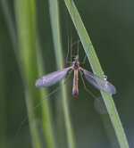 20130607_0602_061_Wahner_Heide.jpg