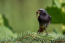 rotschwanz06.07.13 (16 von 18).jpg