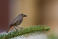 rotschwanz06.07.13 (1 von 2).jpg