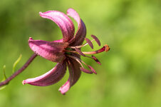 Türkenbund (Lilium martagon)_Q22A2258.jpg