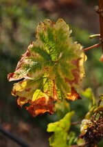 Herbst im Weinberg.jpg