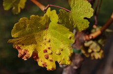 Herbst im Weinberg 2.jpg