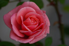 Rose-1.jpg
