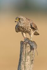 comp_DSC_0747_Turmfalke.jpg