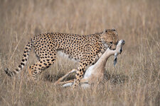Gepard-mit-Gazelle-0052.jpg