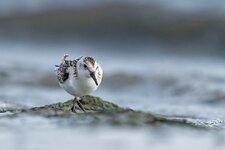 comp_DSC_0214_Sanderling.jpg