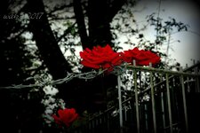 Rose K10D forum.jpg