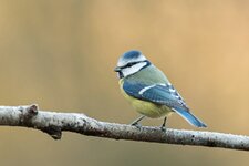 comp_DSC_1194_Blaumeise.jpg comp_DSC_1194_Blaumeise.jpg