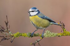 forumIMG_1111blaumeise.jpg forumIMG_1111blaumeise.jpg