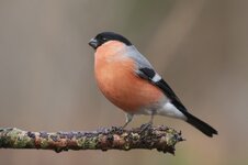 forumIMG_1129gimpel.jpg forumIMG_1129gimpel.jpg