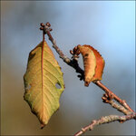 HHR_1338 - Herbstlaub mit Knospen.jpg