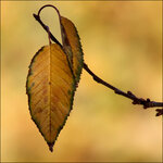 HHR_1345 - Herbstlaub mit Knospen.jpg