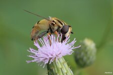 IMG_3528.jpg