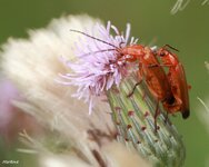 IMG_3706.jpg