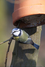 Blaumeise.jpg Blaumeise.jpg