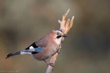 _D850995-2.jpg _D850995-2.jpg