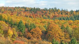 Herbstfarben Auenwald_.jpg