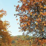 Herbstbaum_crop.jpg