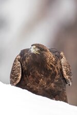 comp_DSC_1591_Steinadler.jpg