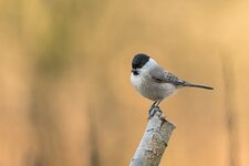 comp_DSC_1293_Sumpfmeise.jpg comp_DSC_1293_Sumpfmeise.jpg