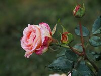 Rose NR  4.jpg
