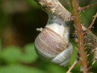 schnecke.jpg
