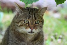 Wildkatze_330_7.1.JPG