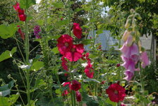 IMGP6007.jpg