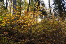 herbstwald_1218.jpg