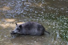 Wildschwein_Wildpark Mehlmeisel_DSLR-Forum.jpg