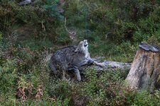 Wildkatze_Wildpark Mehlmeisel_DSLR-Forum-01.jpg