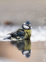 dslrSP31.12.18bmeise-6WZ.jpg dslrSP31.12.18bmeise-6WZ.jpg