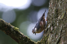 Kleiber mit Beute.jpg