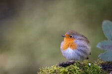 comp_DSC02557.jpg comp_DSC02557.jpg