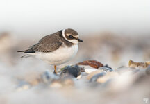 dslrHL20.9.18sandregenpfeifer-3WZ.jpg dslrHL20.9.18sandregenpfeifer-3WZ.jpg