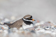 dslrFehmarn6.5.18sandregenpfeifer-5WZ.jpg dslrFehmarn6.5.18sandregenpfeifer-5WZ.jpg