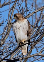 IMG_0420.jpeg IMG_0420.jpeg