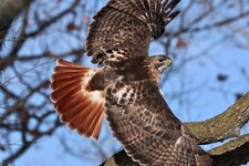 IMG_0409.jpeg IMG_0409.jpeg