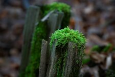 Mönchbruch_Naturschutzgebiet_DSC00238_DxO_jiw.jpg