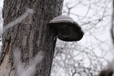 DSCF2387.jpg