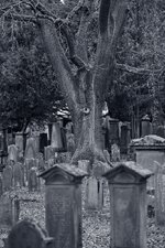 Judenfriedhof_Darmstadt_DSC00848_DxO_jiw.jpg