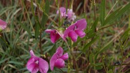 Macro XZ-1 05.jpg